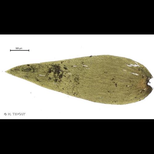 <i>Fontinalis hypnoides</i> C.Hartm. © H. TINGUY