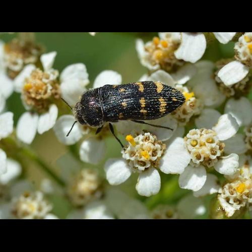 <i>Acmaeoderella flavofasciata</i> (Piller & Mitterpacher, 1783) &copy; J. Touroult