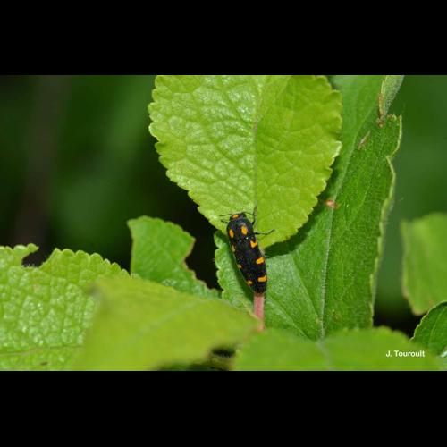<i>Ptosima undecimmaculata</i> (Herbst, 1784) &copy; J. Touroult