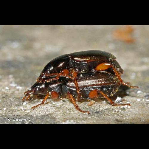 <i>Harpalus affinis</i> (Schrank, 1781) © O. Gargominy