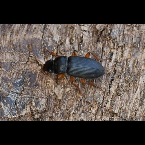 <i>Pseudoophonus rufipes</i> (De Geer, 1774) © J. Touroult