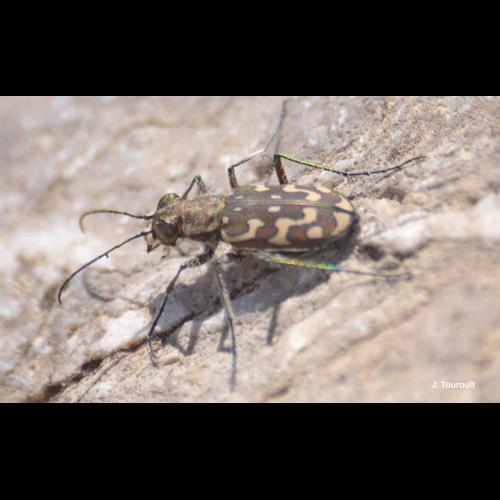 <i>Lophyra flexuosa</i> (Fabricius, 1787) © J. Touroult