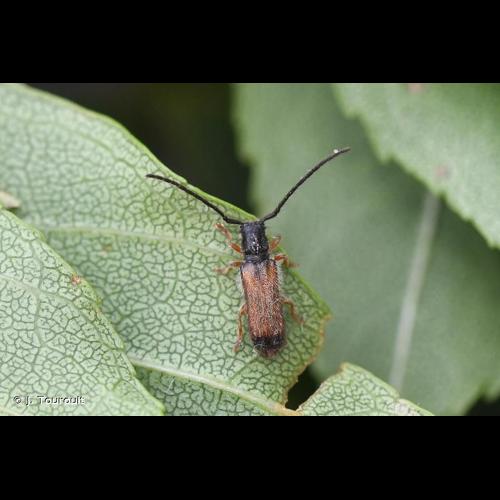 <i>Tetrops starkii</i> Chevrolat, 1859 © J. Touroult