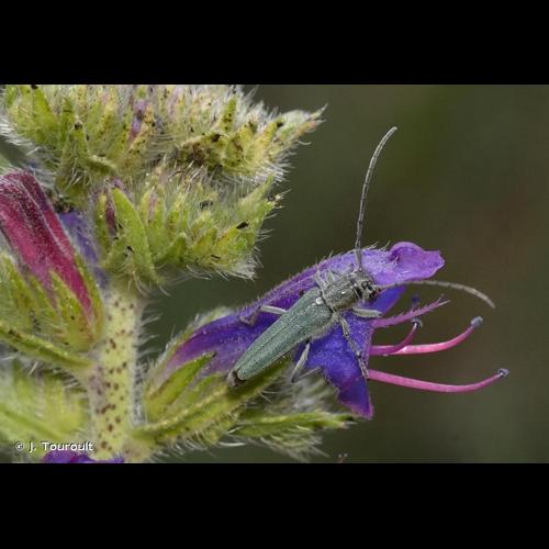 <i>Opsilia coerulescens</i> (Scopoli, 1763) &copy; J. Touroult