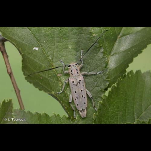 <i>Saperda punctata</i> (Linnaeus, 1767) © J. Touroult