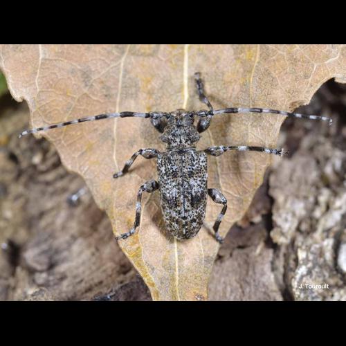 <i>Aegomorphus clavipes</i> (Schrank, 1781) &copy; J. Touroult