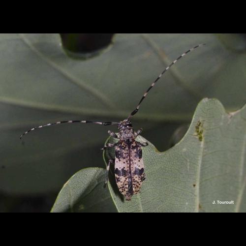 <i>Leiopus nebulosus</i> (Linnaeus, 1758) © J. Touroult