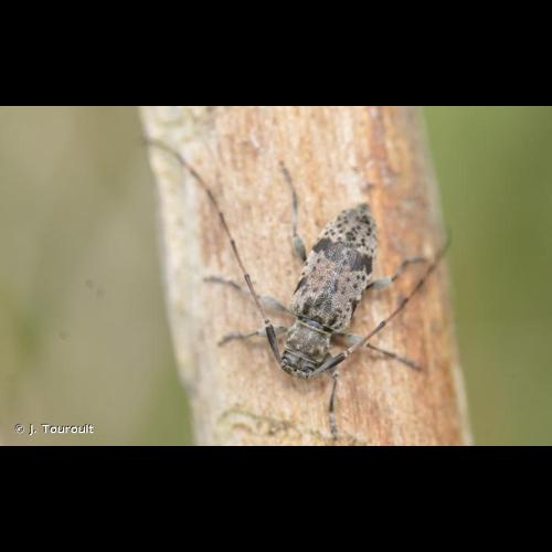 <i>Leiopus femoratus</i> Fairmaire, 1859 &copy; J. Touroult