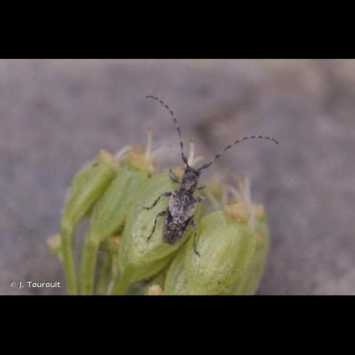<i>Pogonocherus decoratus</i> Fairmaire, 1855 © J. Touroult