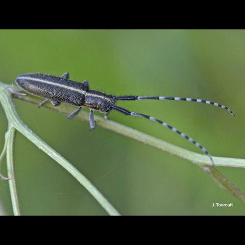 <i>Agapanthia cardui</i> (Linnaeus, 1767) © J. Touroult