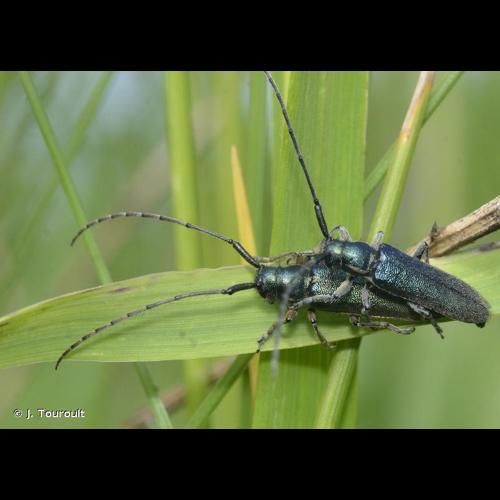 <i>Agapanthia intermedia</i> Ganglbauer, 1884 © J. Touroult
