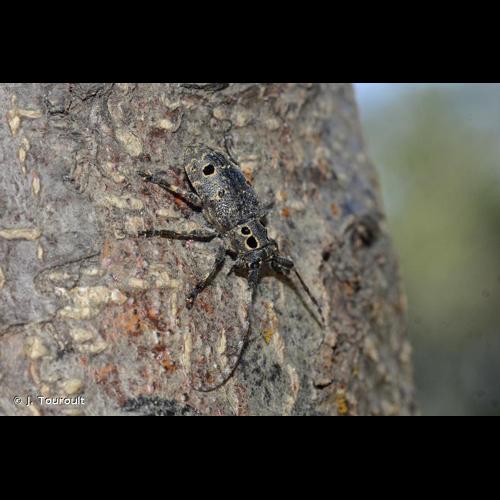 <i>Mesosa curculionoides</i> (Linnaeus, 1761) © J. Touroult
