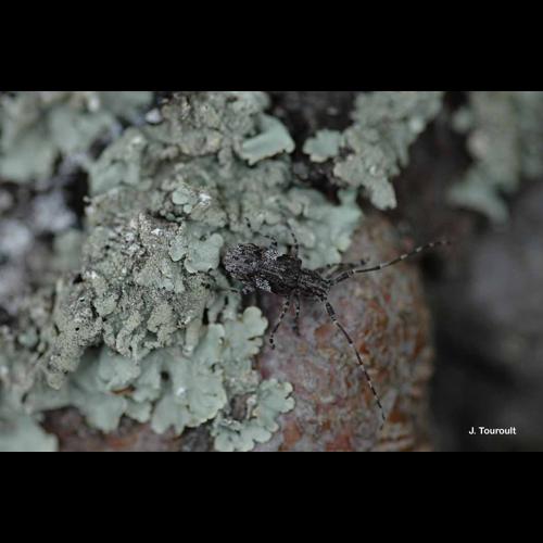 <i>Mesosa nebulosa</i> (Fabricius, 1781) &copy; J. Touroult