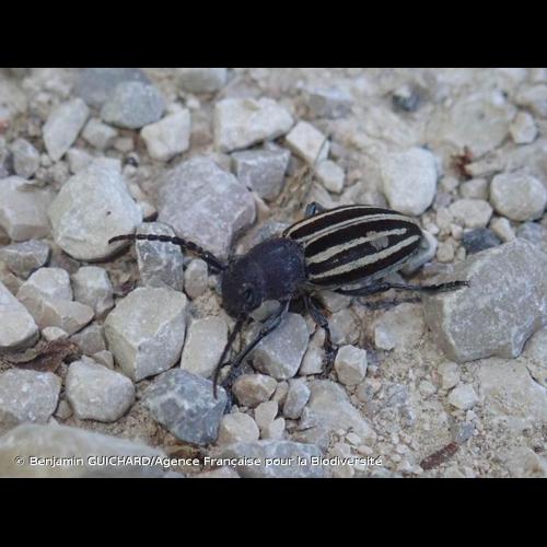 <i>Iberodorcadion fuliginator</i> (Linnaeus, 1758) &copy; Benjamin GUICHARD/Agence Française pour la Biodiversité
