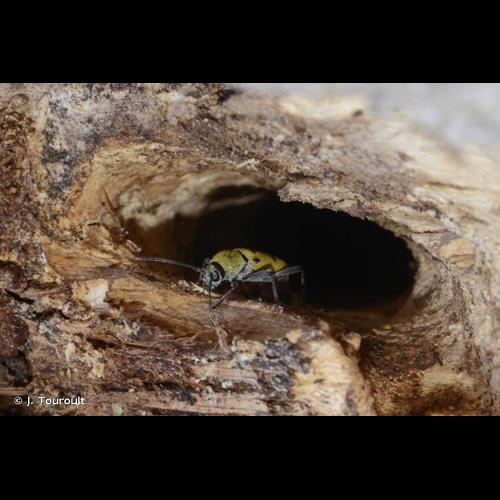 <i>Chlorophorus glabromaculatus</i> (Goeze, 1777) © J. Touroult