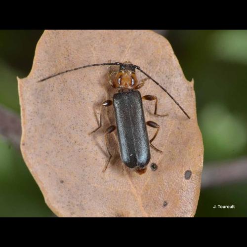 <i>Poecilium lividum</i> (Rossi, 1794) &copy; J. Touroult