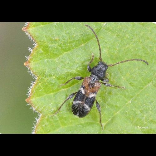 <i>Poecilium alni</i> (Linnaeus, 1767) © J. Touroult