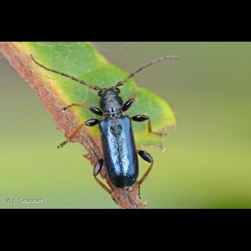 <i>Poecilium rufipes</i> (Fabricius, 1777) © J. Touroult