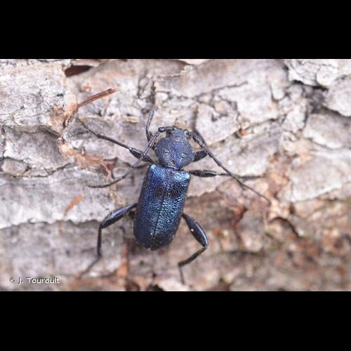 <i>Callidium violaceum</i> (Linnaeus, 1758) © J. Touroult