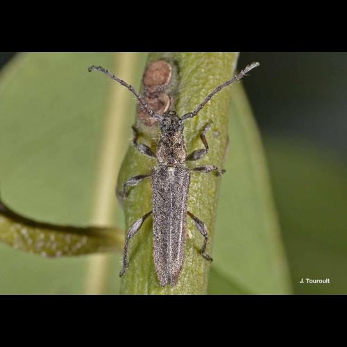 <i>Deilus fugax</i> (Olivier, 1790) &copy; J. Touroult