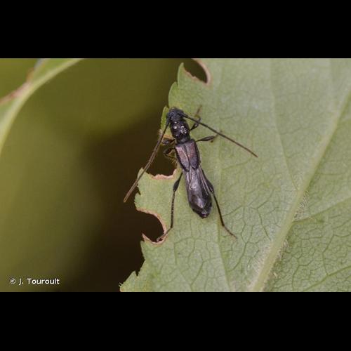 <i>Glaphyra umbellatarum</i> (Schreber, 1759) &copy; J. Touroult