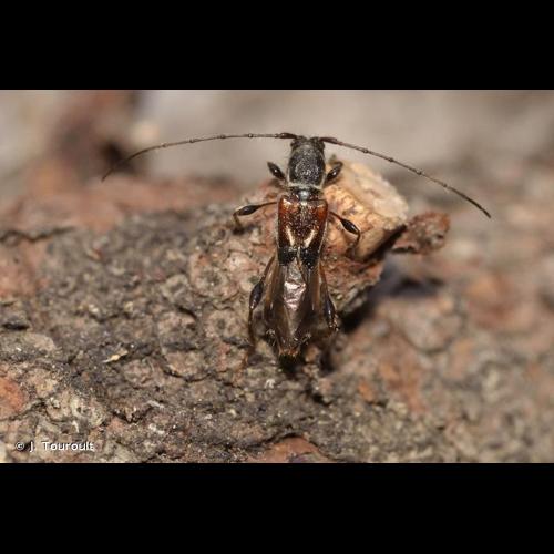<i>Molorchus minor</i> (Linnaeus, 1758) &copy; J. Touroult