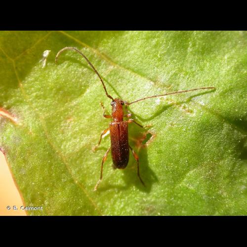 <i>Obrium brunneum</i> (Fabricius, 1792) © B. Calmont