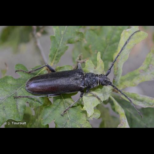 <i>Cerambyx welensii</i> (Küster, 1845) &copy; J. Touroult