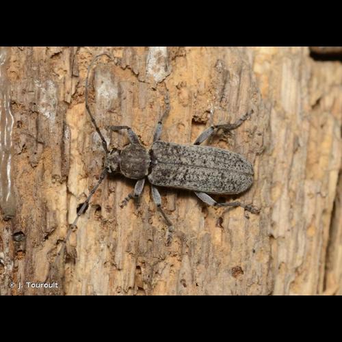 <i>Trichoferus holosericeus</i> (Rossi, 1790) &copy; J. Touroult