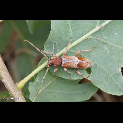 <i>Trichoferus pallidus</i> (Olivier, 1790) &copy; J. Touroult