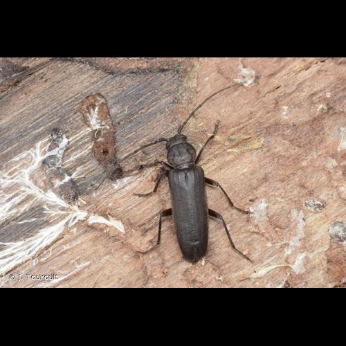 <i>Arhopalus ferus</i> (Mulsant, 1839) &copy; J. Touroult