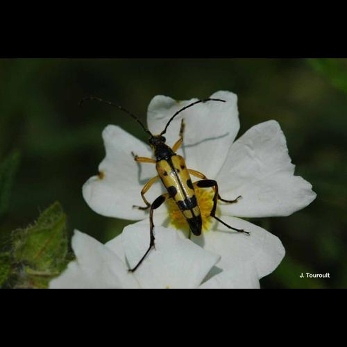 <i>Rutpela maculata</i> (Poda, 1761) © J. Touroult