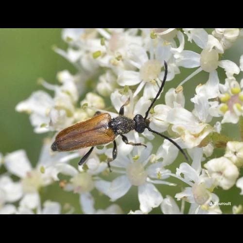 <i>Pseudovadonia livida</i> (Fabricius, 1777) &copy; J. Touroult