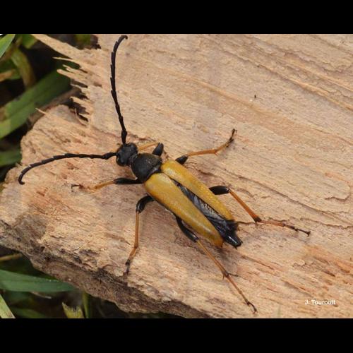 <i>Stictoleptura rubra</i> (Linnaeus, 1758) © J. Touroult