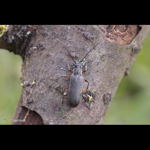 <i>Grammoptera abdominalis</i> (Stephens, 1831) &copy; J. Touroult