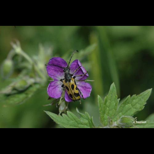 <i>Brachyta interrogationis</i> (Linnaeus, 1758) © J. Touroult