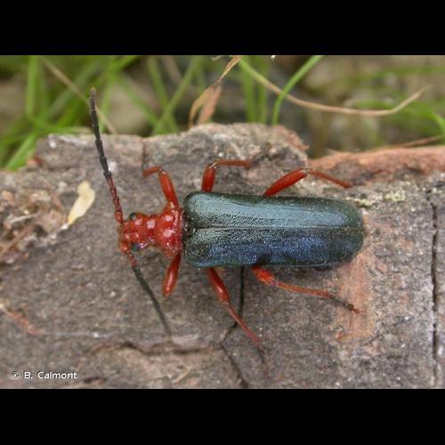 <i>Rhamnusium bicolor</i> (Schrank, 1781) © B. Calmont