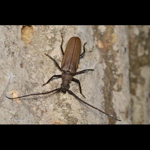 <i>Aegosoma scabricorne</i> (Scopoli, 1763) © J. Touroult