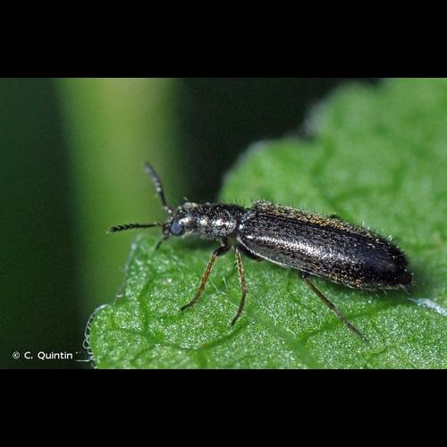 <i>Dasytes virens</i> (Marsham, 1802) © C. Quintin