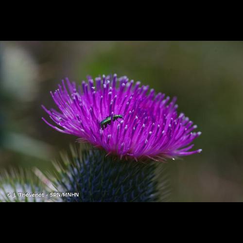 <i>Psilothrix viridicoerulea</i> (Geoffroy, 1785) © J. Thévenot - SPN/MNHN