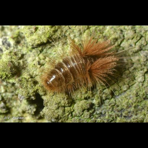 <i>Ctesias serra</i> (Fabricius, 1792) &copy; C. Quintin