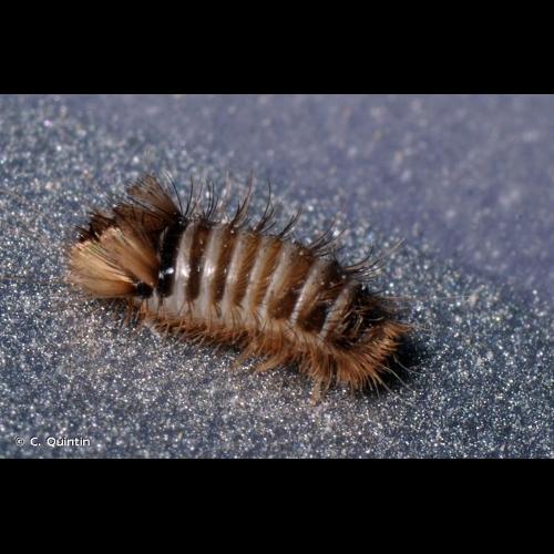 <i>Anthrenus verbasci</i> (Linnaeus, 1767) © C. Quintin