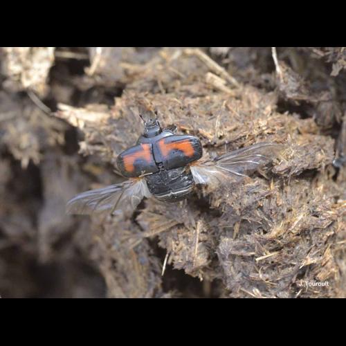 <i>Hister illigeri</i> Duftschmid, 1805 © J. Touroult