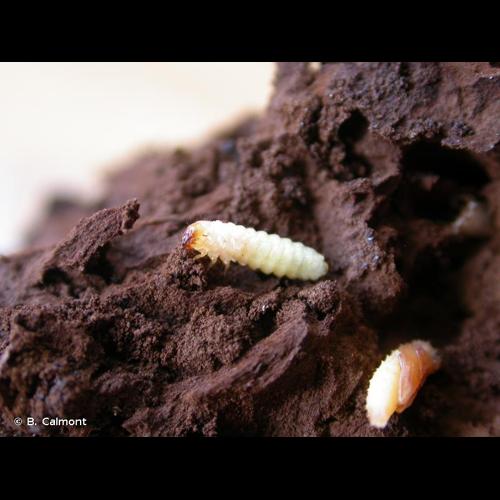 <i>Orchesia micans</i> (Panzer, 1793) &copy; B. Calmont