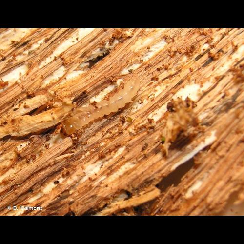 <i>Orchesia undulata</i> Kraatz, 1853 © B. Calmont