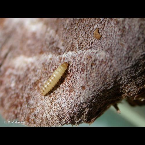 <i>Abdera flexuosa</i> (Paykull, 1799) © B. Calmont