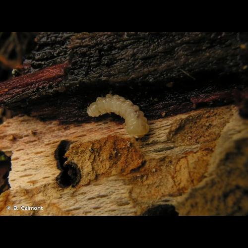 <i>Phloiotrya tenuis</i> (Hampe, 1850) © B. Calmont