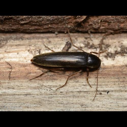 <i>Serropalpus barbatus</i> (Schaller, 1783) &copy; J. Touroult