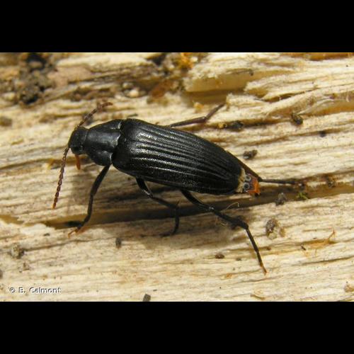 <i>Melandrya barbata</i> (Fabricius, 1787) &copy; B. Calmont