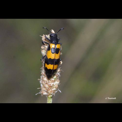 <i>Mylabris variabilis</i> (Pallas, 1781) © J. Touroult